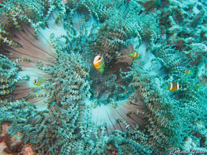 anemone_et_poissons-clowns_IMG_1314.jpg
