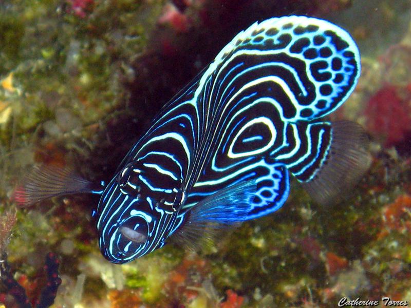 ange_empereur_juvenile_IMG_1455.jpg -   >  Voir la fiche   