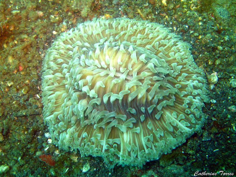 cnidaire_IMG_2518.jpg