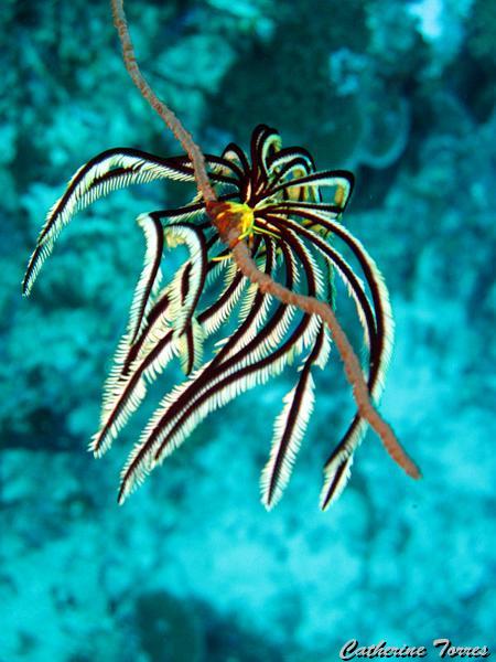 comatule_IMG_1117.jpg