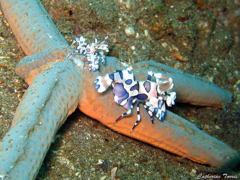 crevettes-arlequin_IMG_2002.jpg