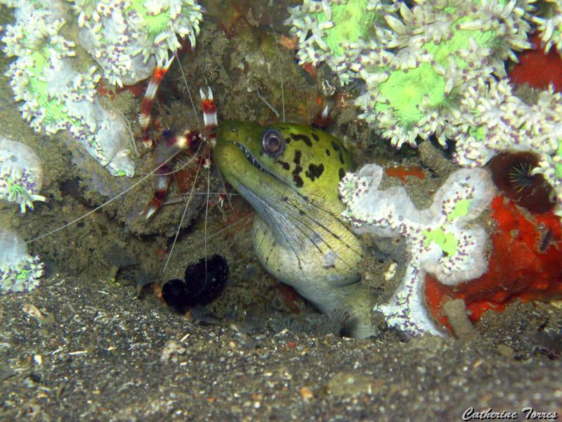 murene_et_crevette_IMG_2332.jpg -   >  Voir la fiche   