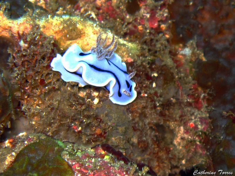 nudibranche_IMG_1165.jpg