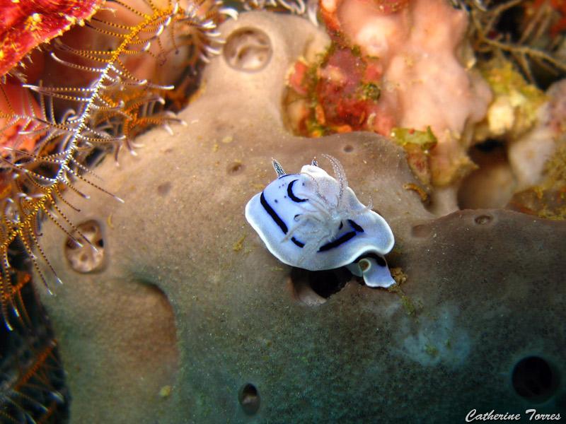 nudibranche_IMG_1356.jpg