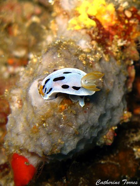 nudibranche_IMG_1547.jpg
