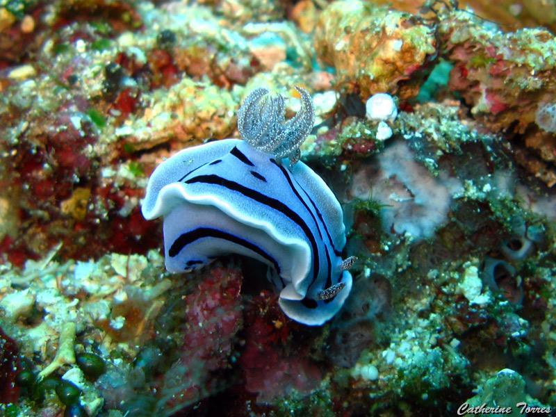 nudibranche_IMG_1617.jpg