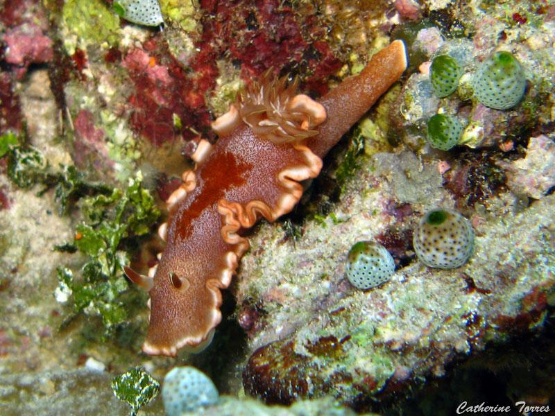 nudibranche_IMG_1769.jpg -   >  Voir la fiche   