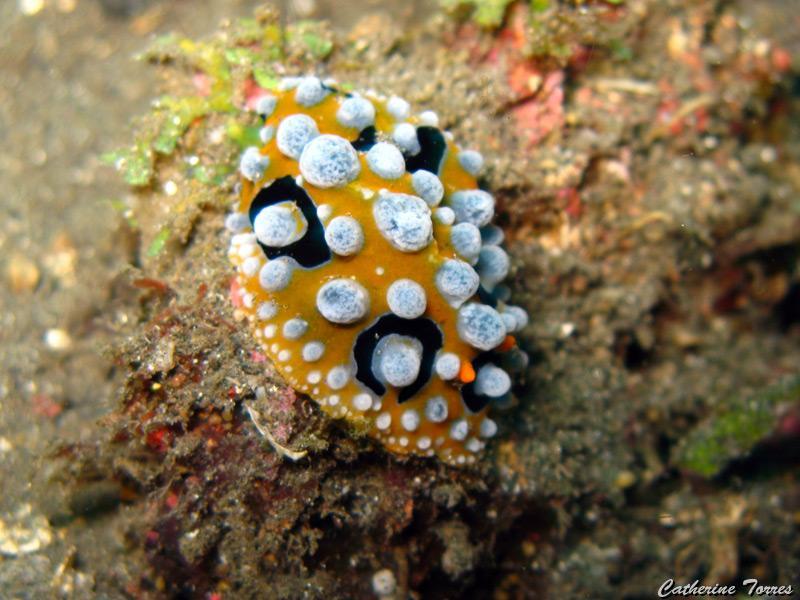 nudibranche_IMG_1905.jpg