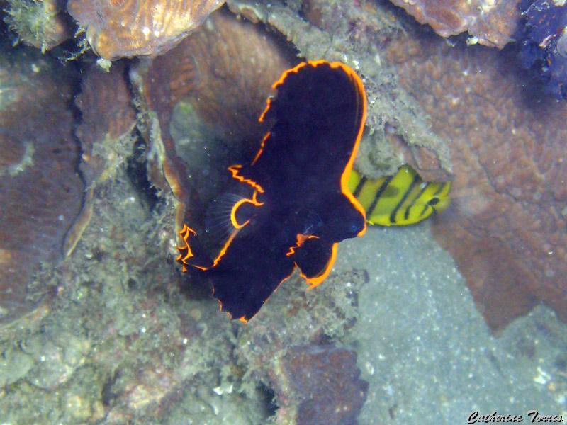 platax_juvenile_IMG_2321.jpg