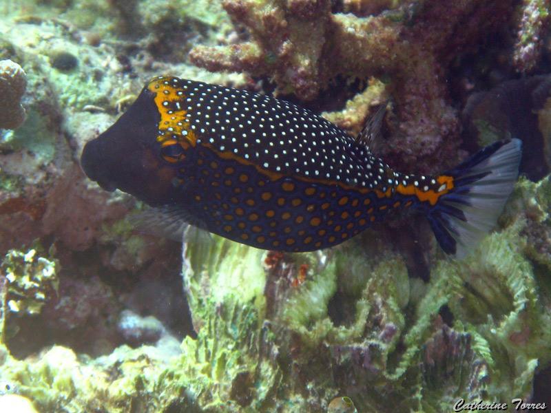 poisson-coffre_IMG_1600.jpg