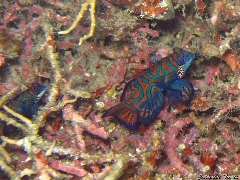 poisson-mandarin_IMG_2261.jpg -   >  Voir la fiche   