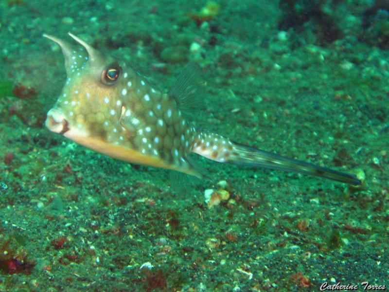 poisson_coffre_vachette_IMG_2476.jpg
