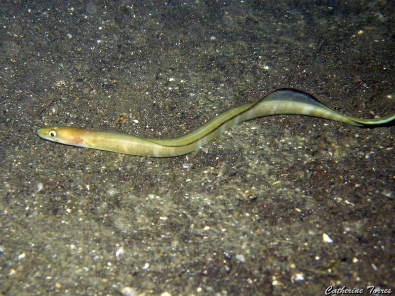poisson_serpentine_IMG_2340.jpg