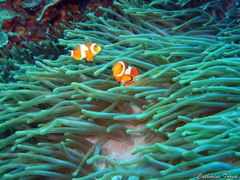 poissons-clown_IMG_1321.jpg -   >  Voir la fiche   