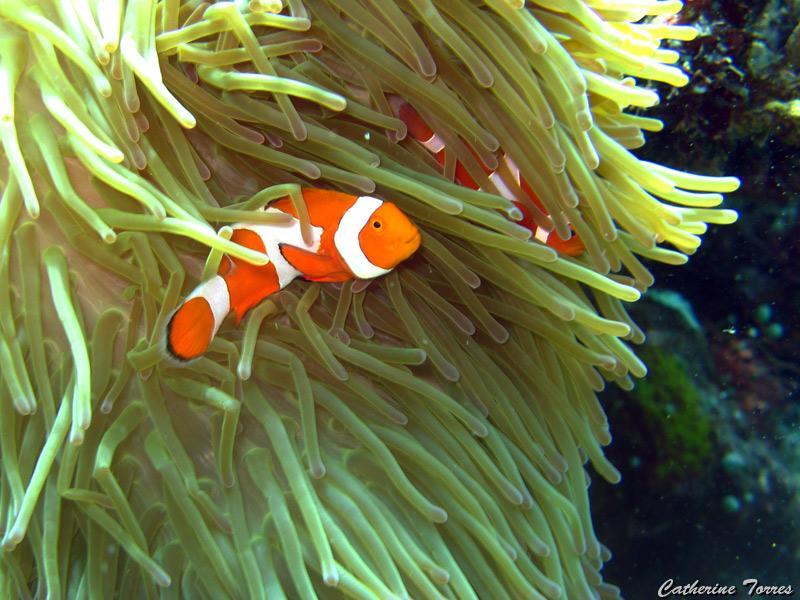 poissons-clown_IMG_1683.jpg -   >  Voir la fiche   