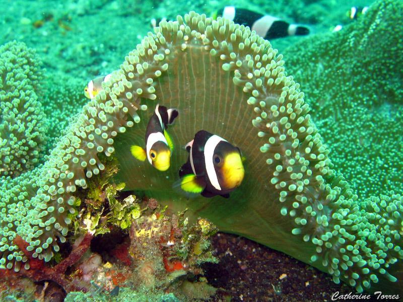 poissons-clown_IMG_2473.jpg -   >  Voir la fiche   