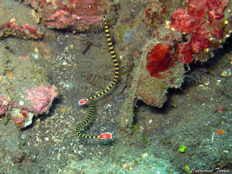 syngnathes_IMG_1829.jpg