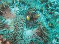 anemone_et_poissons-clowns_IMG_1314