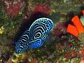 ange_empereur_juvenile_IMG_1455