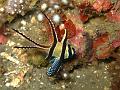 apogon_IMG_1942