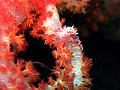 araignee_des_alcyonaires_IMG_1412