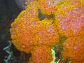 cnidaire_IMG_2237