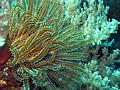 comatule_IMG_1567