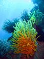 comatules_IMG_1620