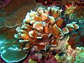 corail_et_dentelle_de_neptune_IMG_1100