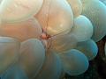 crevette_et_corail_bulle_IMG_1623