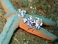 crevettes-arlequin_IMG_2002