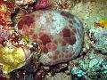 etoile_coussin_IMG_1746