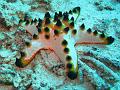 etoile_de_mer_IMG_1306