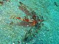 grondin_volant_IMG_2137