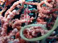 hippocampe-pygmee_IMG_1527