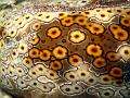 holothurie_leopard_IMG_1789