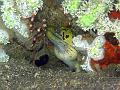 murene_et_crevette_IMG_2332