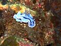 nudibranche_IMG_1165