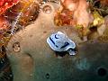 nudibranche_IMG_1356
