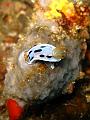 nudibranche_IMG_1547