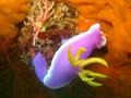 nudibranche_IMG_1582
