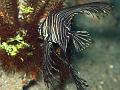 platax_juvenile_IMG_1935