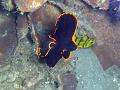 platax_juvenile_IMG_2321