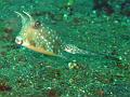 poisson_coffre_vachette_IMG_2476