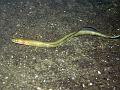 poisson_serpentine_IMG_2340