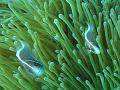 poissons-clown_IMG_1302