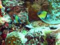poissons_demoiselles_IMG_1158