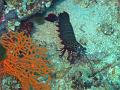 squille_IMG_1744