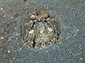 squille_IMG_2366