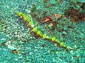 syngnathe_IMG_2148